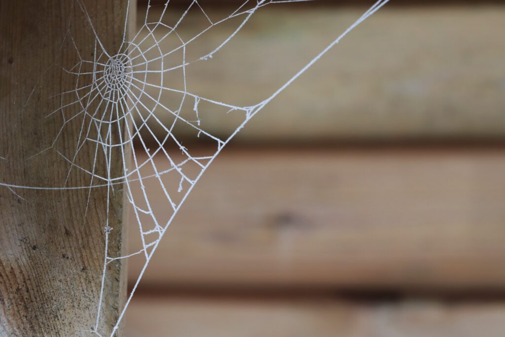 Spinnennetz vom Frost überzogen