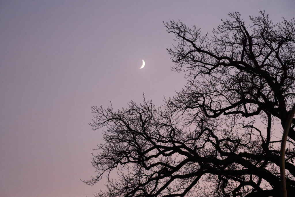 Mond mit Baumgeäst