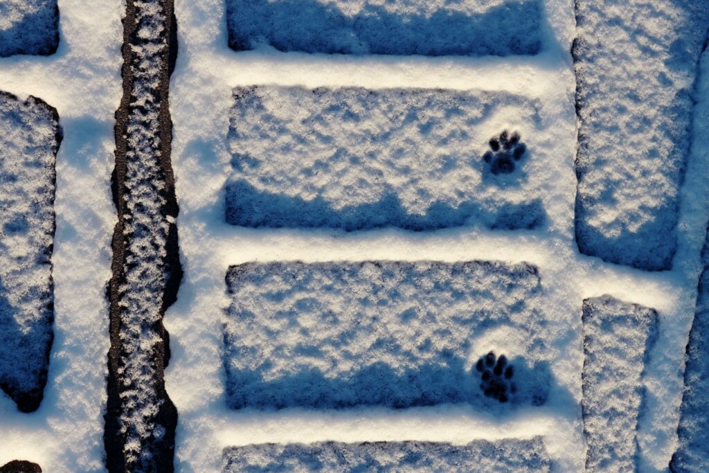 Pfotenabdrücke einer Katze auf frischem Schnee