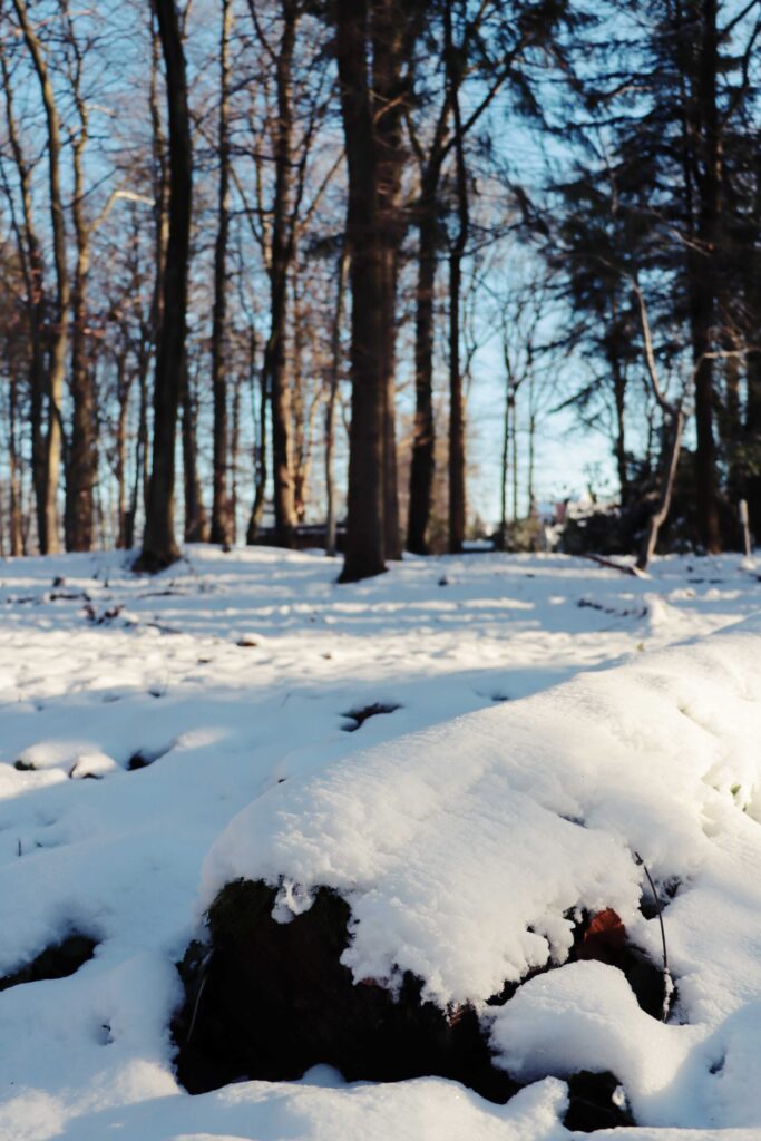 Wald mit schneebedeckten Boden