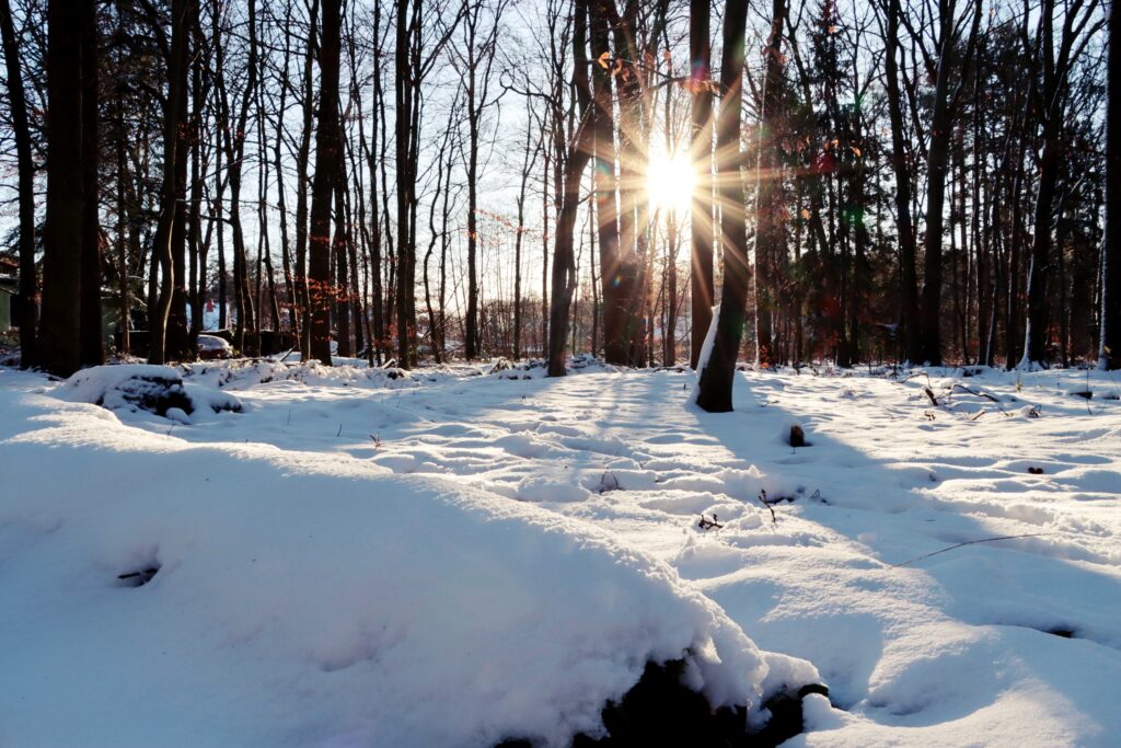 Verschneiter Wald mit Sonne