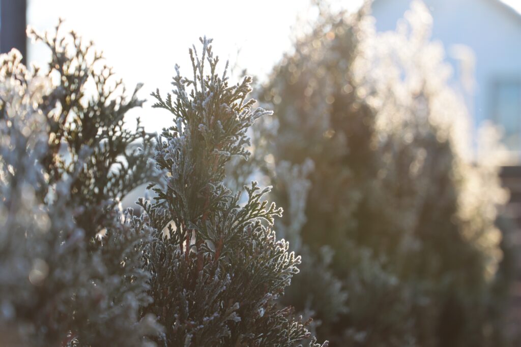 Lebensbäume im Frost