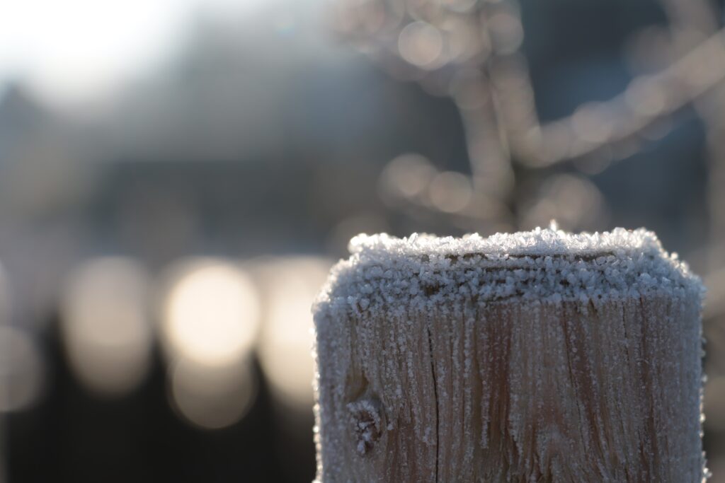 Baumstamm vom Frost bedeckt