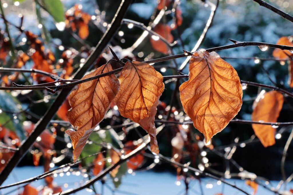 Drei goldene Blätter, nass vom Regen, von der Sonne beleuchtet