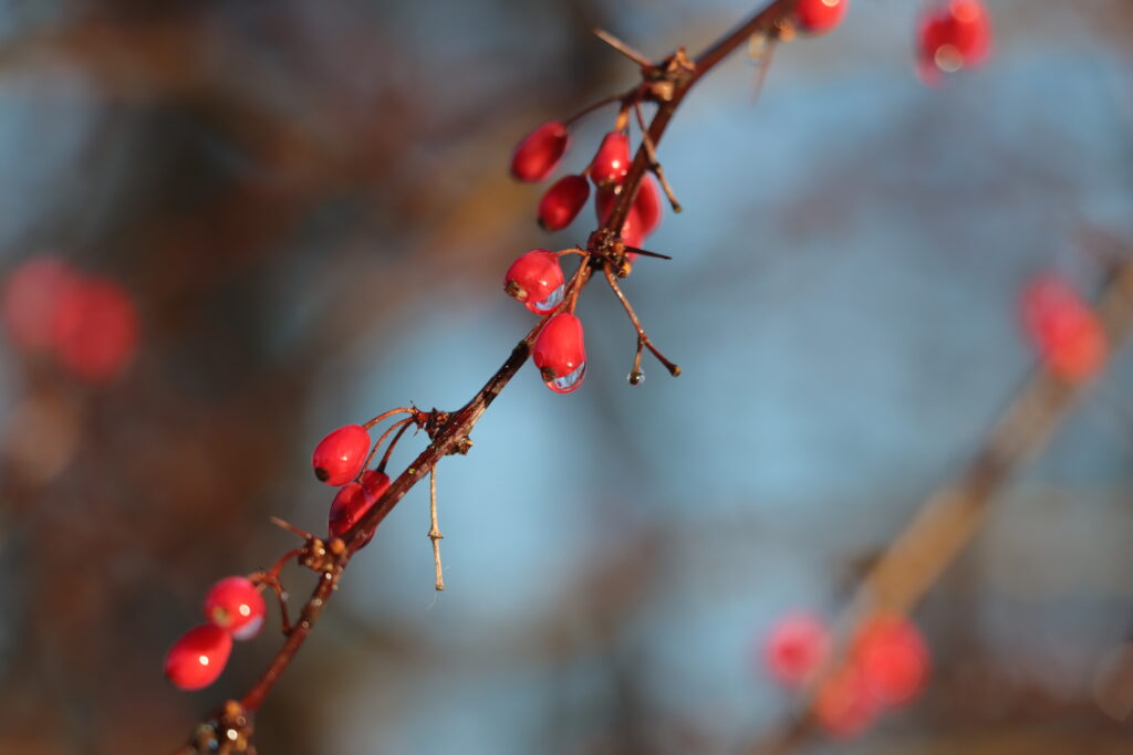 Rote Beeren mit herunterhängenden Regentropfen