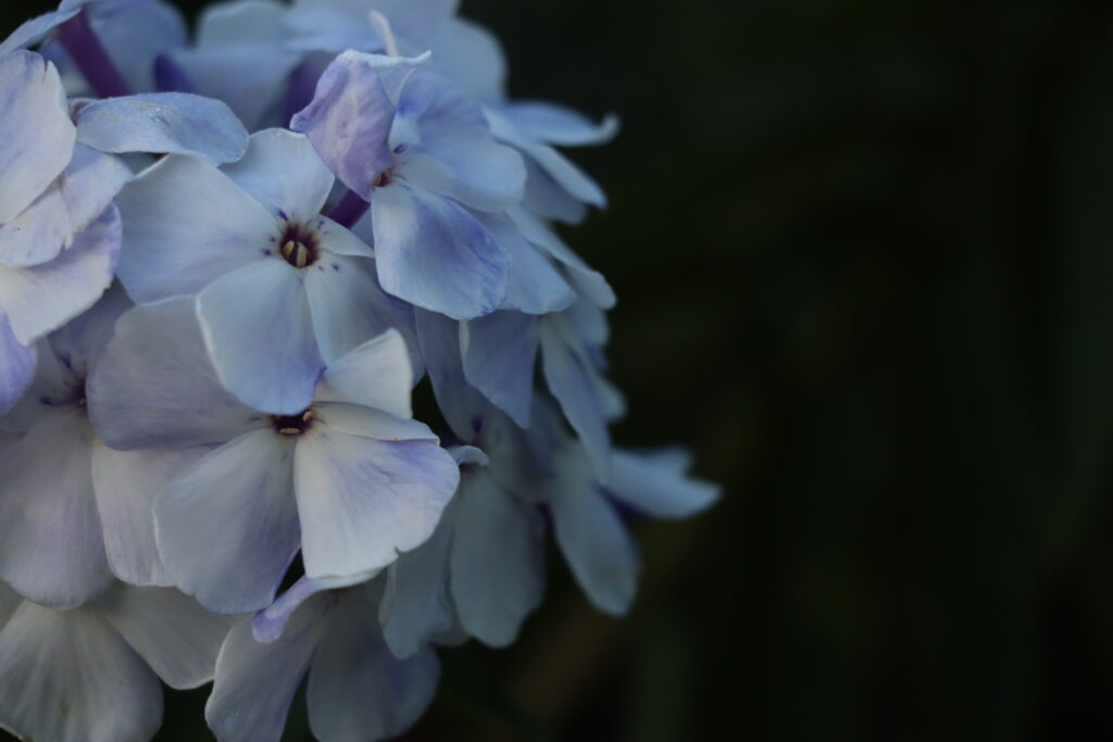 Phlox in Hellblau vor dunklem Hintergrund
