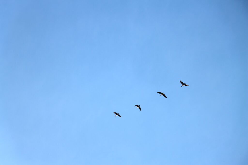 Blauer Himmel mit vier Zugvögeln