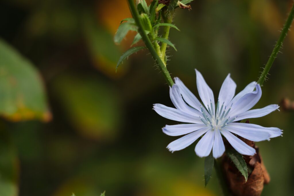 Hellblaue Blume vor grünem Hintergrund