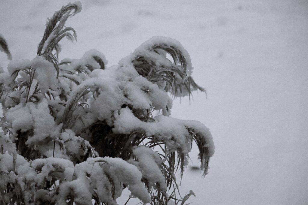Gräser vom Schnee bedeckt