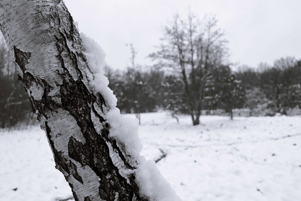 Birke vor einem verschneiten Feld