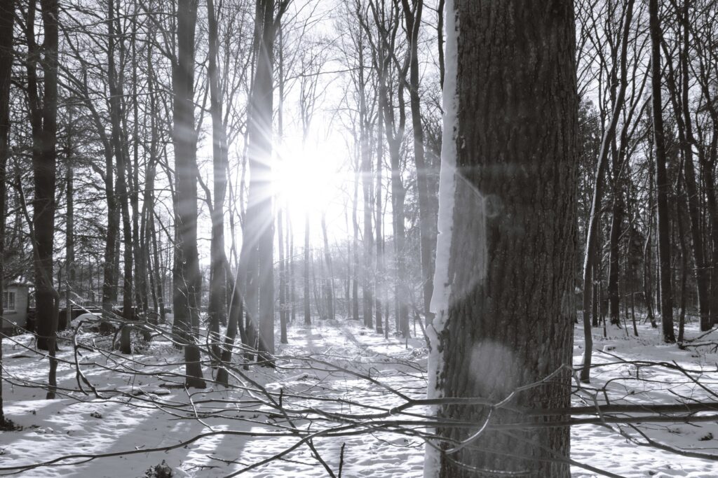 Waldstück im Schnee mit scheinender Sonne