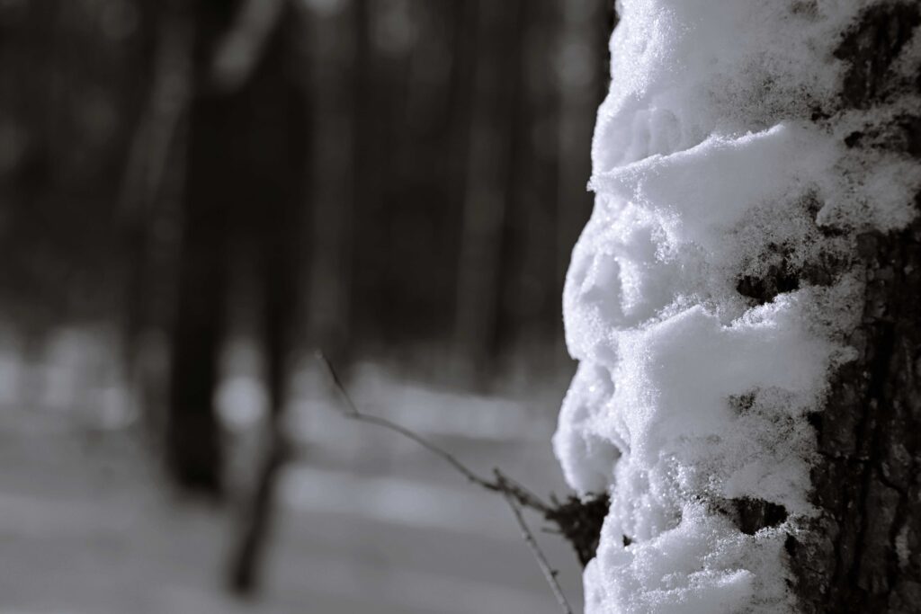 Baum im Schnee von der Sonne erhellt