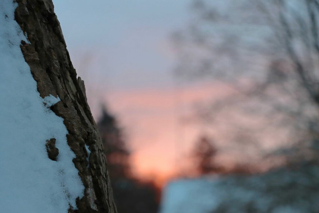 Baum im Schnee vor einem zart rosa Himmel beim Sonnenuntergang