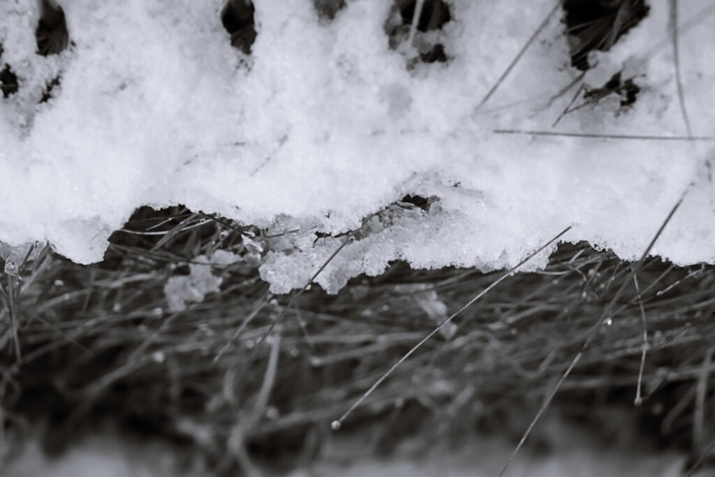 Gräser im Schnee