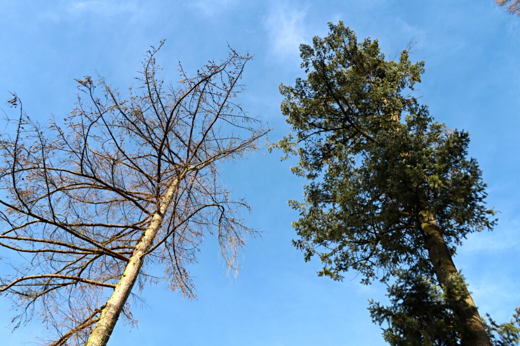 Zwei Bäume vor blauem Himmel
