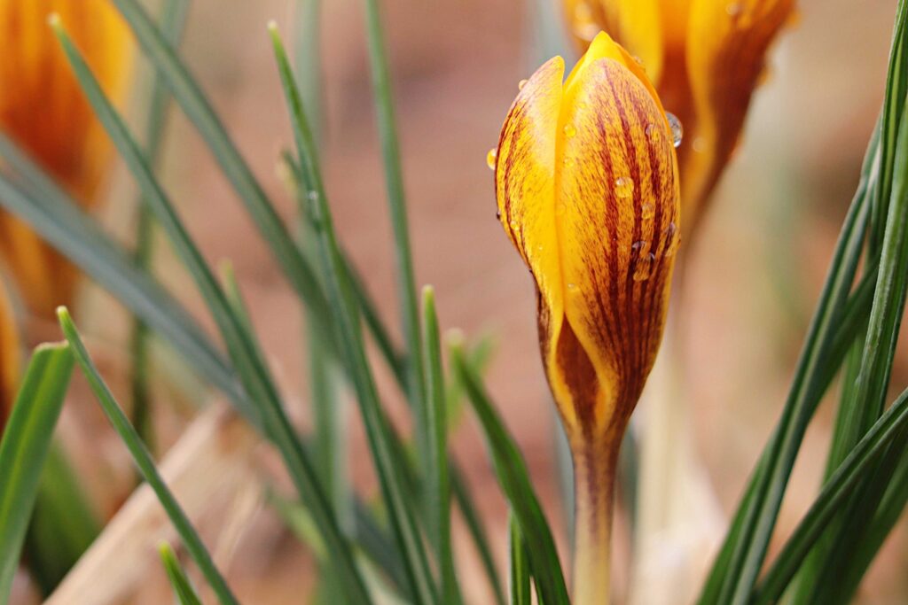 Gelber Krokus rot gestreift