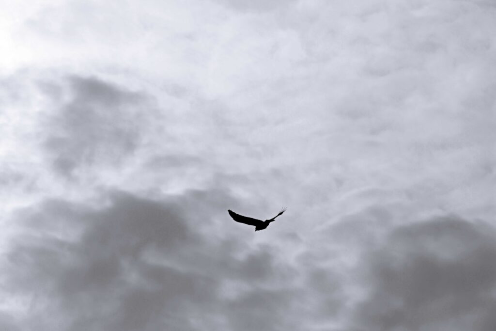 Vogel im Flug vor einem grauen Himmel