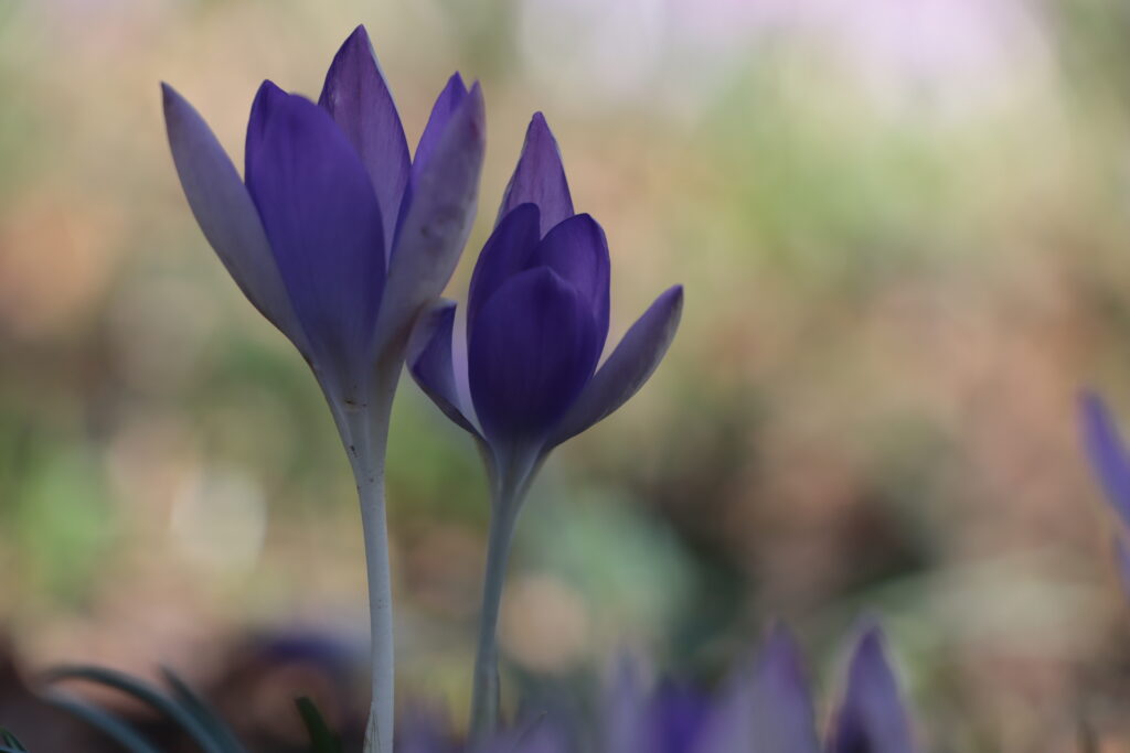Zwei Krokusse auf der Wiese