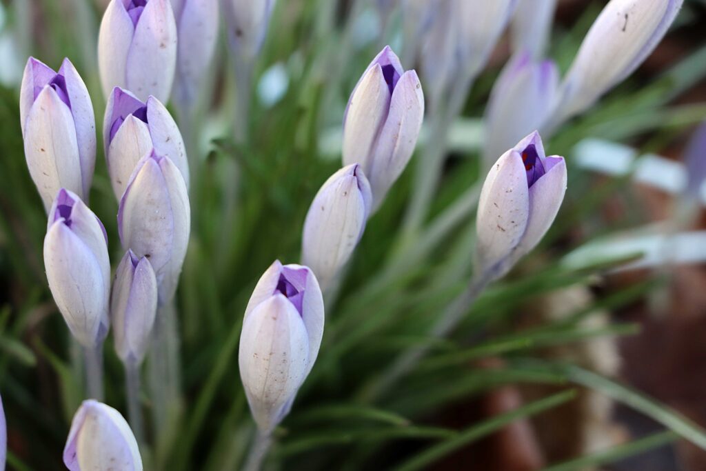 Krokusse in hellem Lila