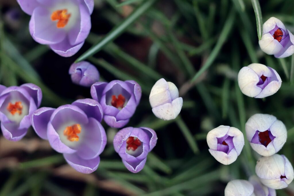Krokusse in hellem und dunklem Lila nebeneinander