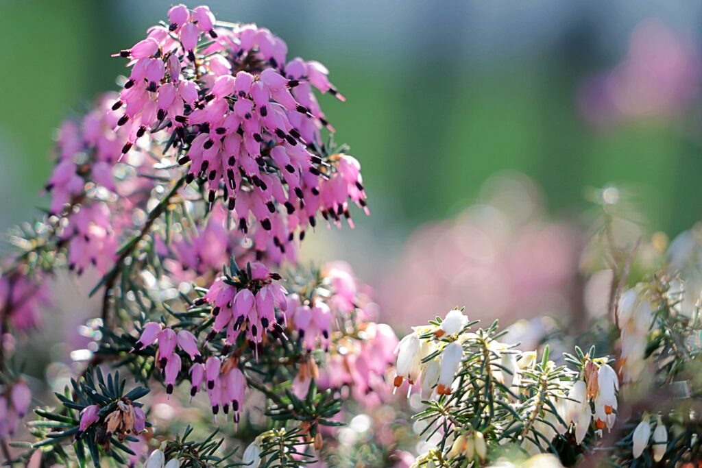 Schneeheide in pink