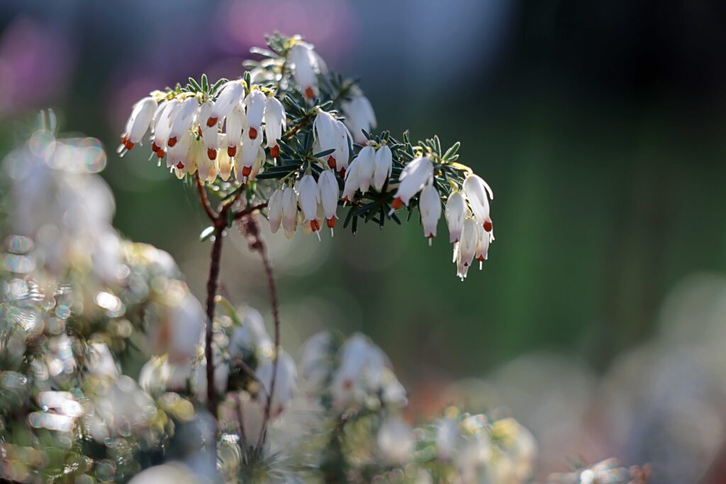 Schneeheide in weiß