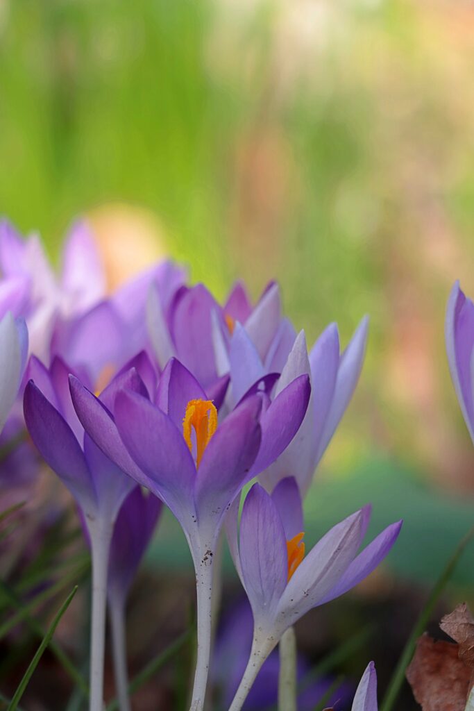 Krokus im hellem Lila offen vor grasgrünem Hintergrund
