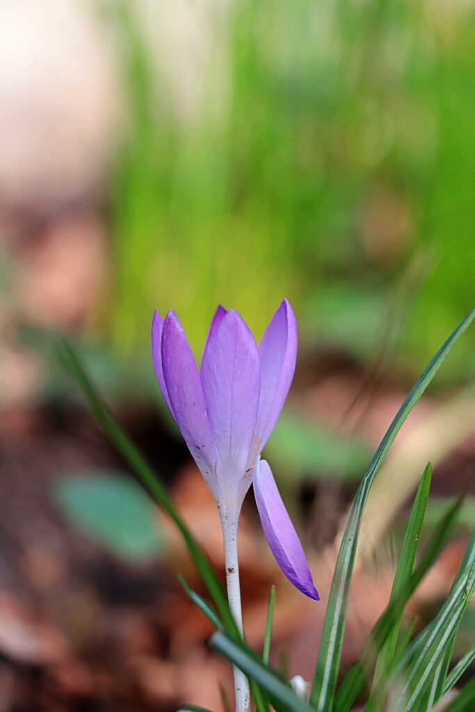 Krokus in lila mit