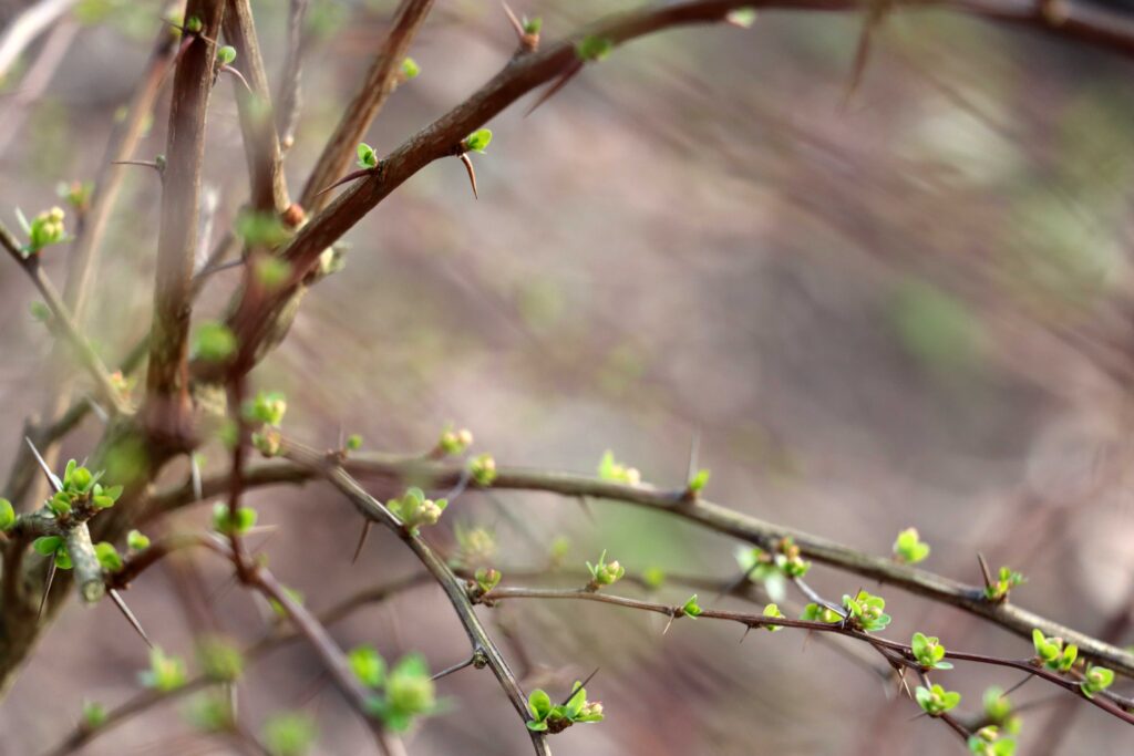 Baumzweig mit sprießenden Knospen