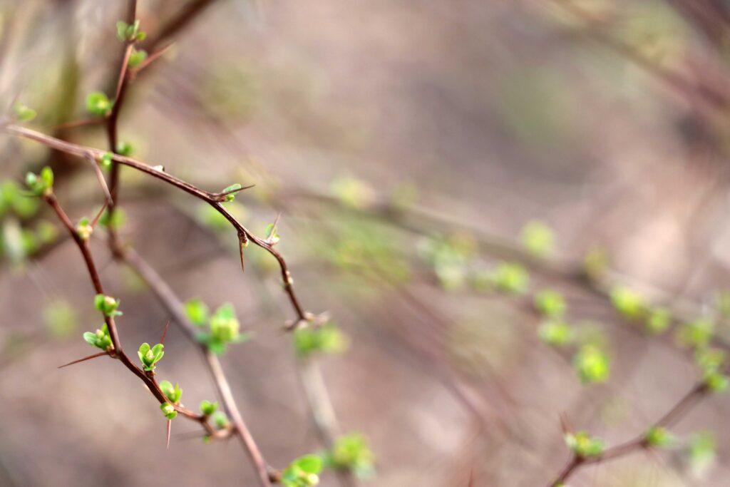 Äste eines Baums im Frühling mit Knospen und jungen Blättern bedeckt - Perspektive 1
