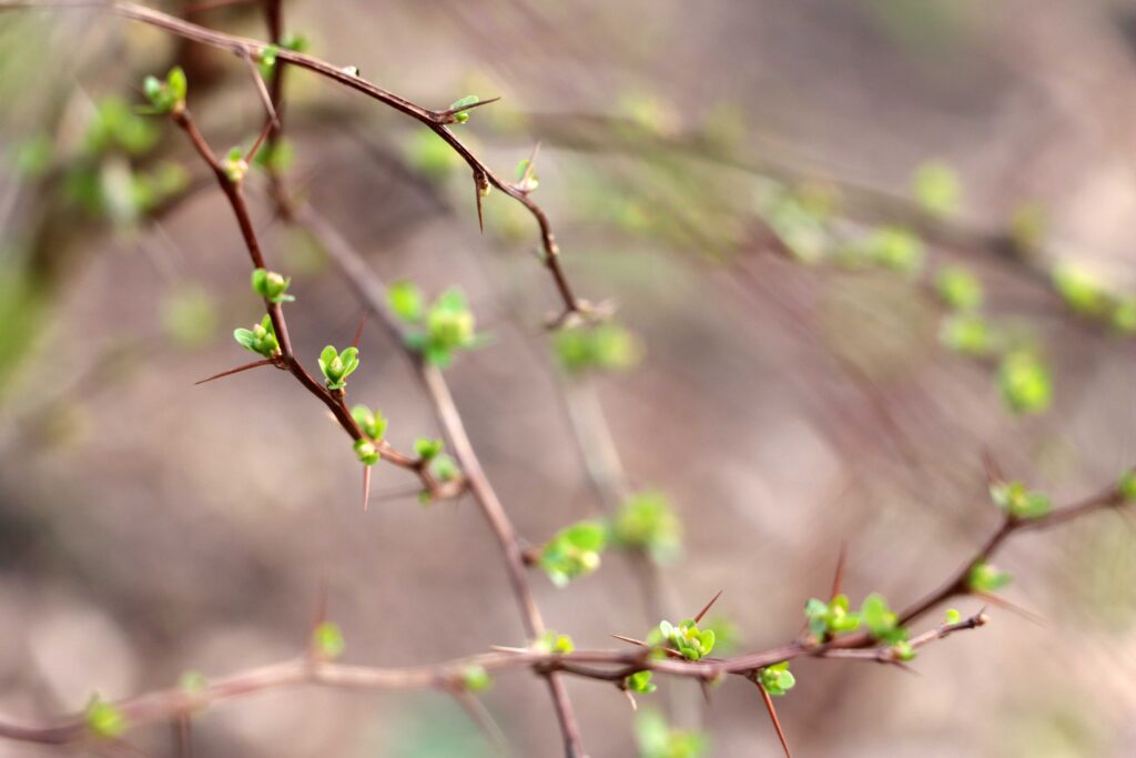 Baumzweig mit sprießenden Knospen