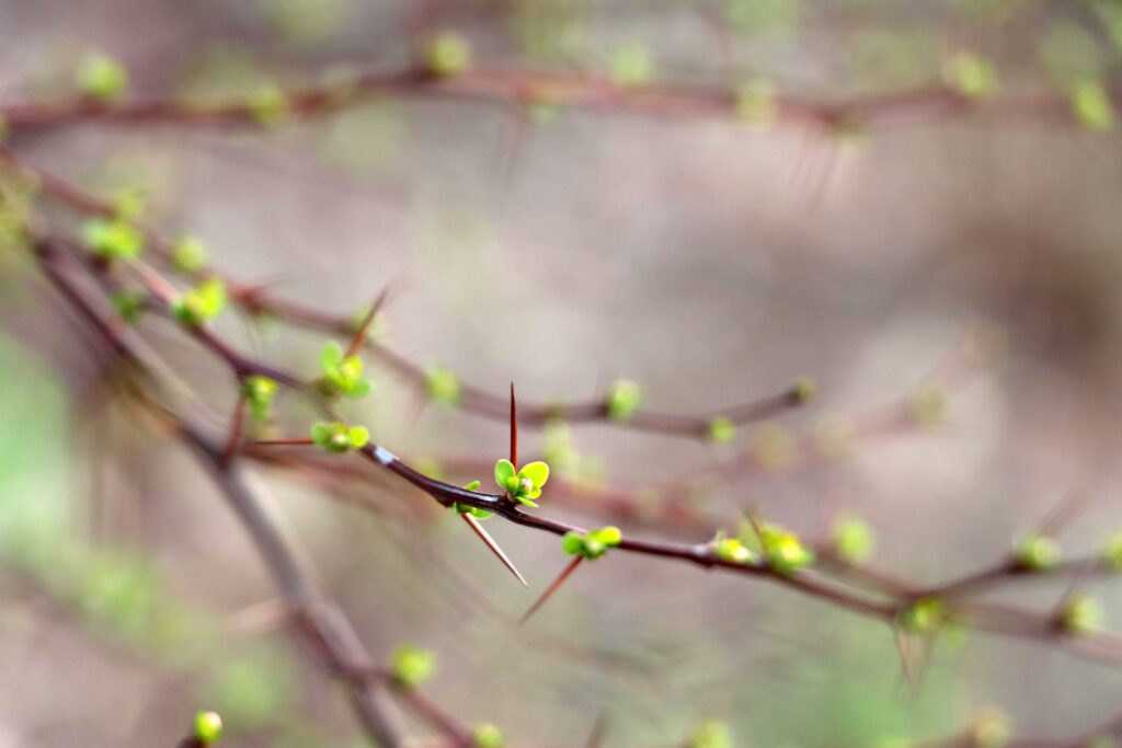 Äste eines Baums im Frühling mit Knospen und jungen Blättern bedeckt - Perspektive 3
