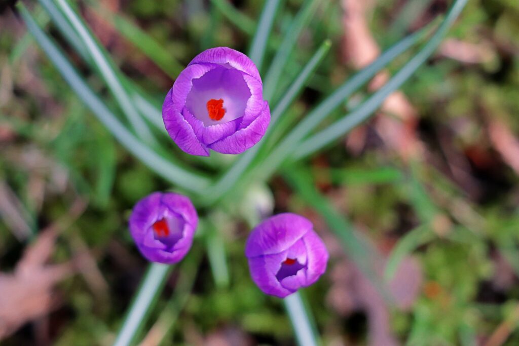 Drei Krokusse in lila von oben fotografiert