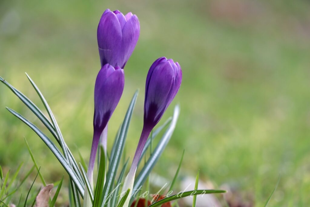 Drei Krokusse in dunkellila mit Wiese im Hintergrund