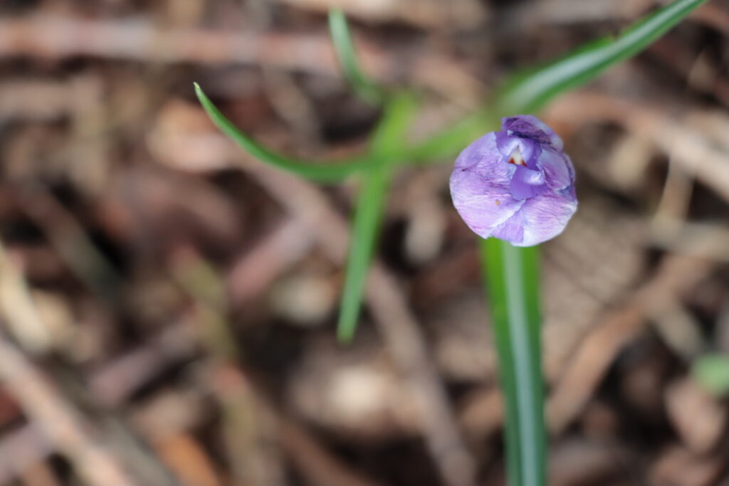Krokus von oben