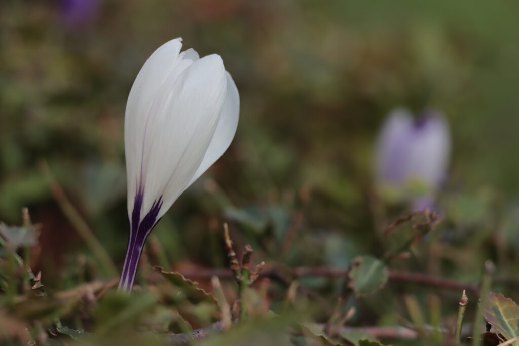 Weißer Krokus vor dunkler Wiese