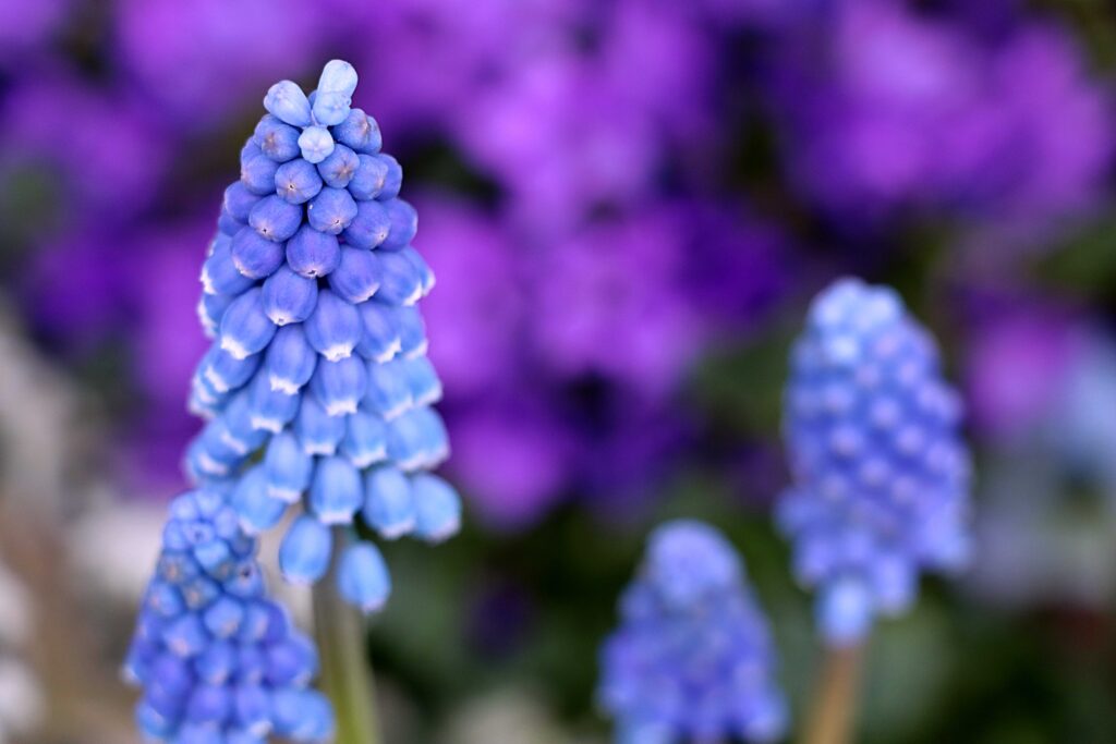 Traubenhyazinthen in Blau vor lila Hintergrund