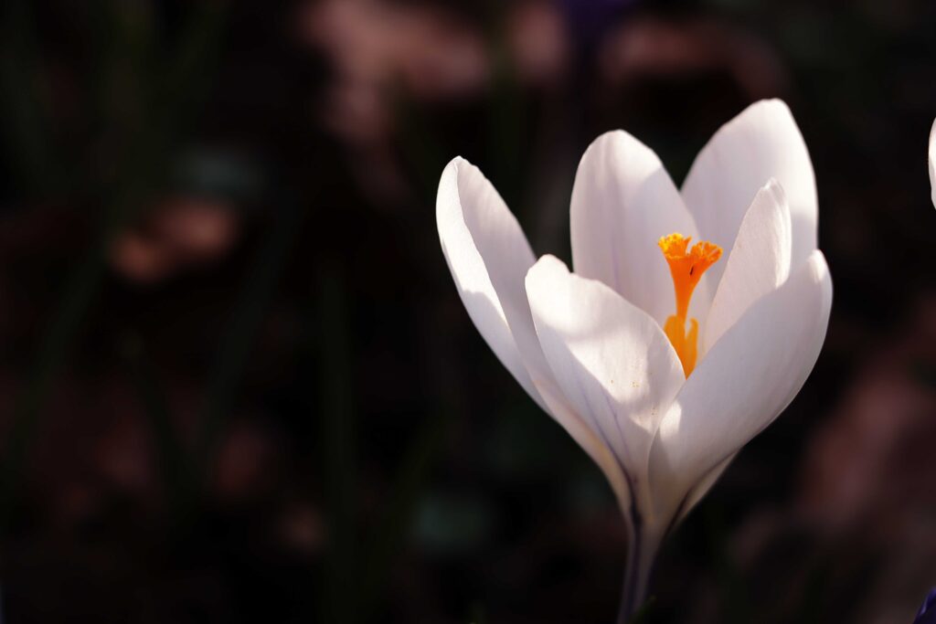 Weißer Krokus im Sonnenlicht