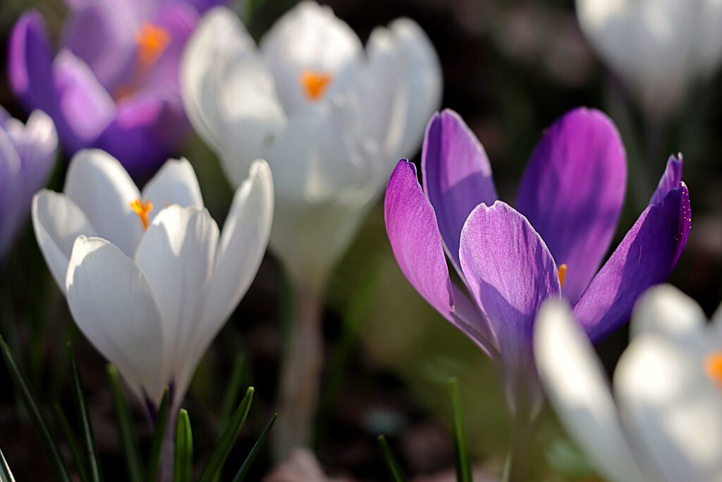 Krokusse in Lila und Weiß im Sonnenlicht