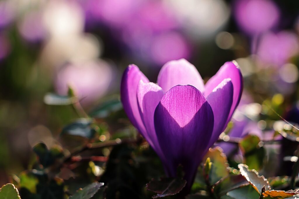 Lila Krokus vom Sonnenlicht beleuchtet