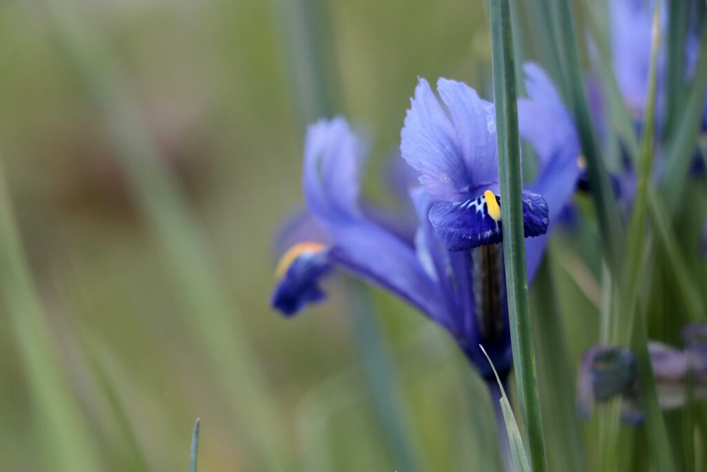 Iris in blau