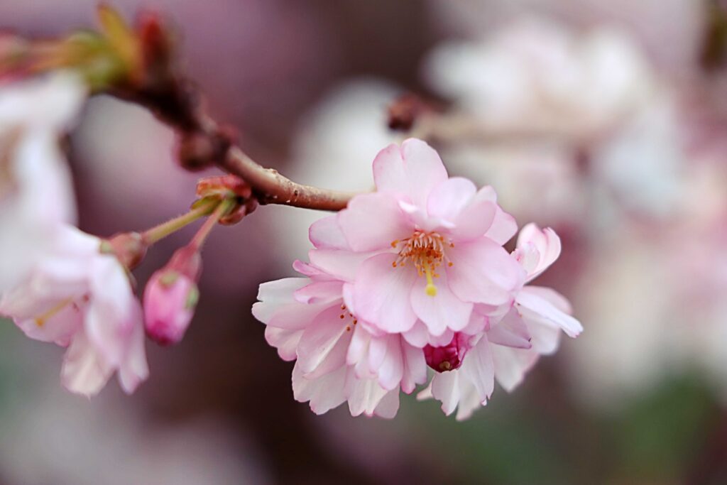 Kirschblüten zartrosa