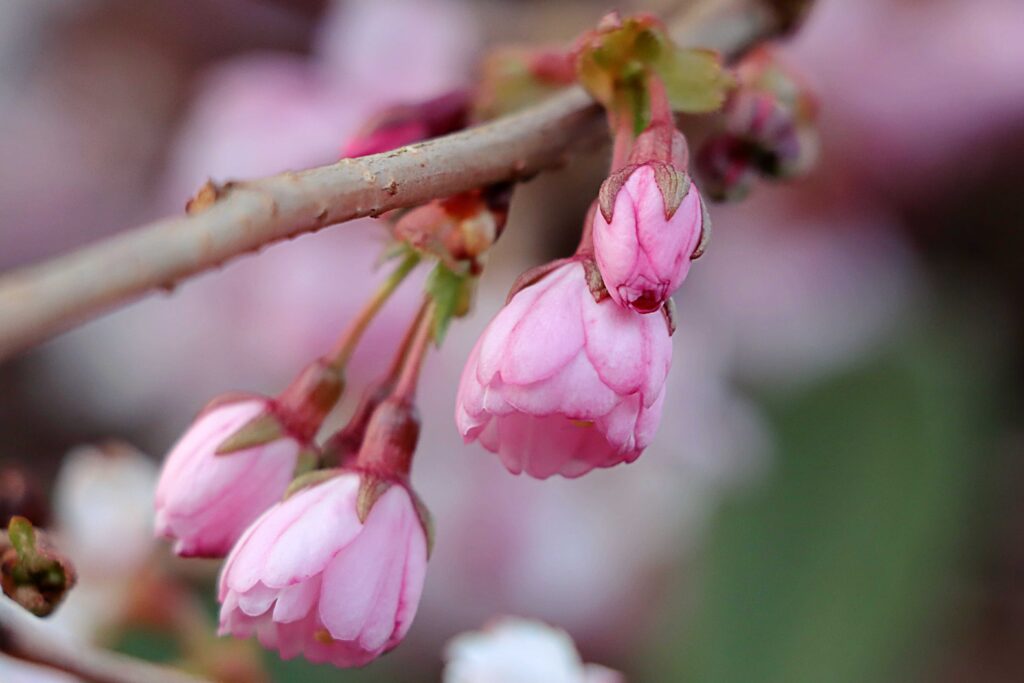 Kirschblüten rosa noch leicht geschlossen