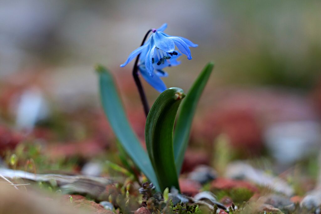 Sibirischer Blaustern