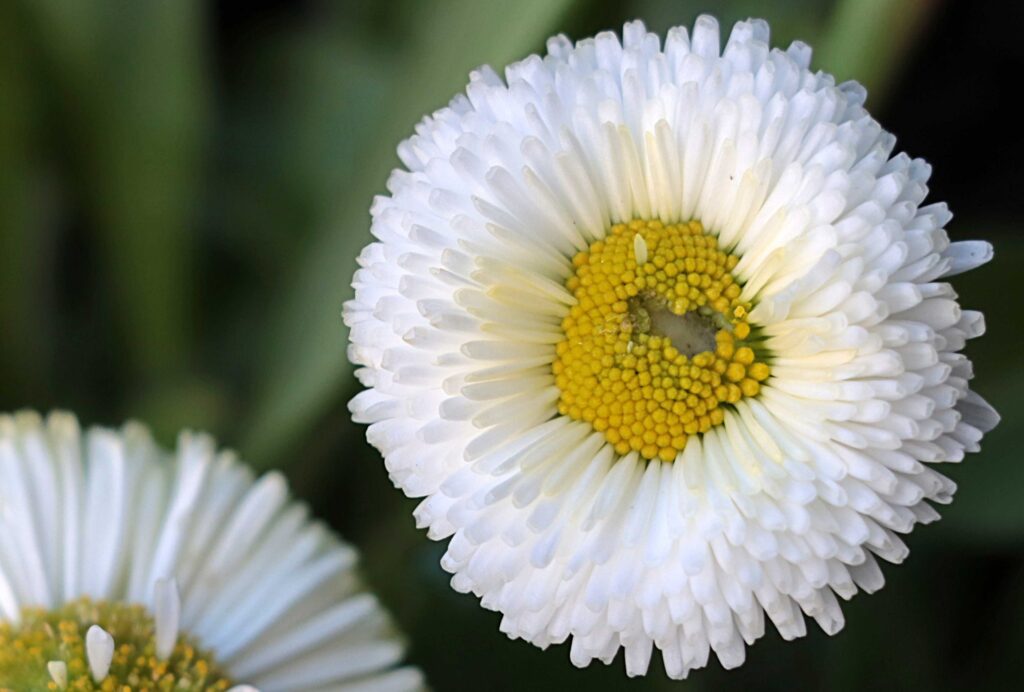 weiß-gelbe Strohblume