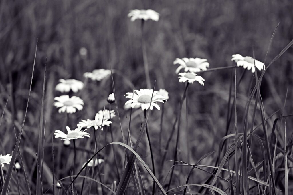 Feld mit Gänseblümchen in SW