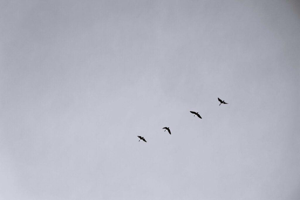 Vier Vögel vor wolkenlosem Himmel