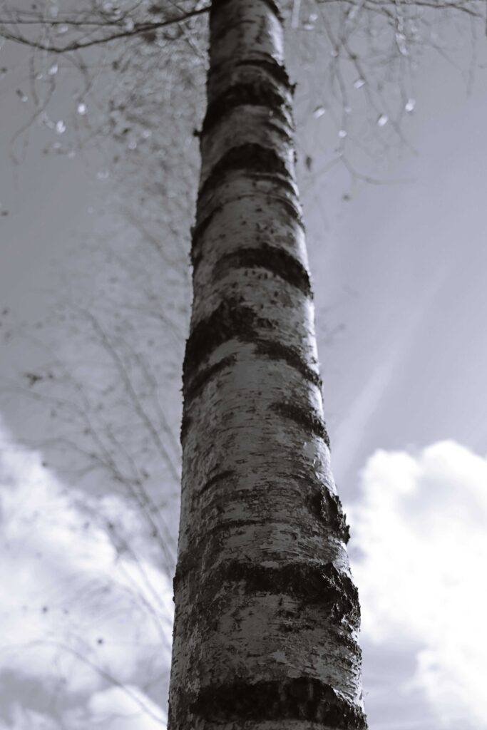 Birke Perspektive 2