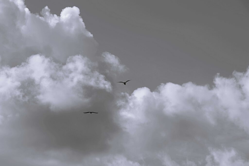 Zwei Vögel im bewölkten Himmel Perspektive 1