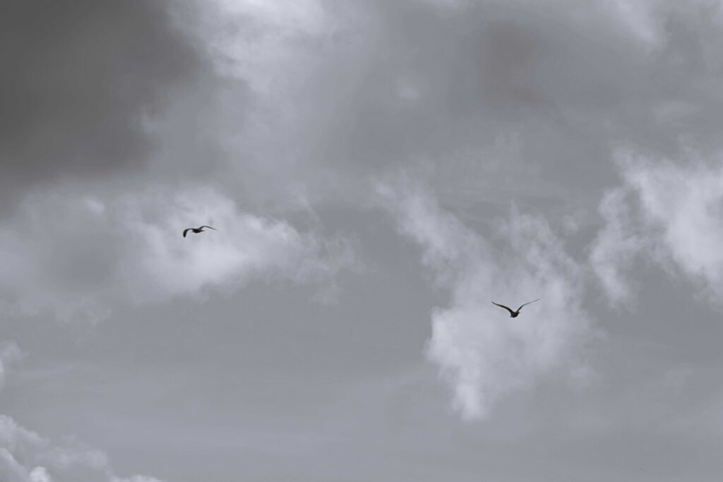 Zwei Vögel im bewölkten Himmel Perspektive 2